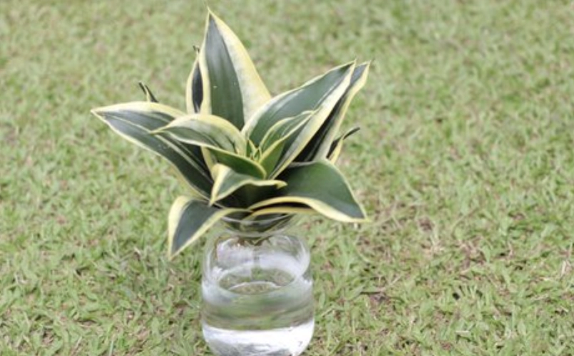 水耕植物養護
