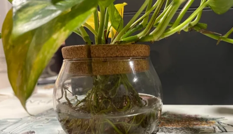 水培黃金葛 黃葉 水培黃金葛 黃葉