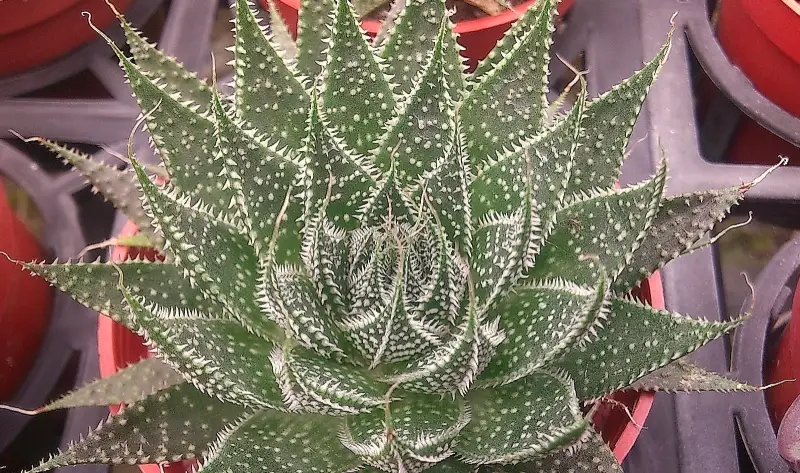 蘆薈品種