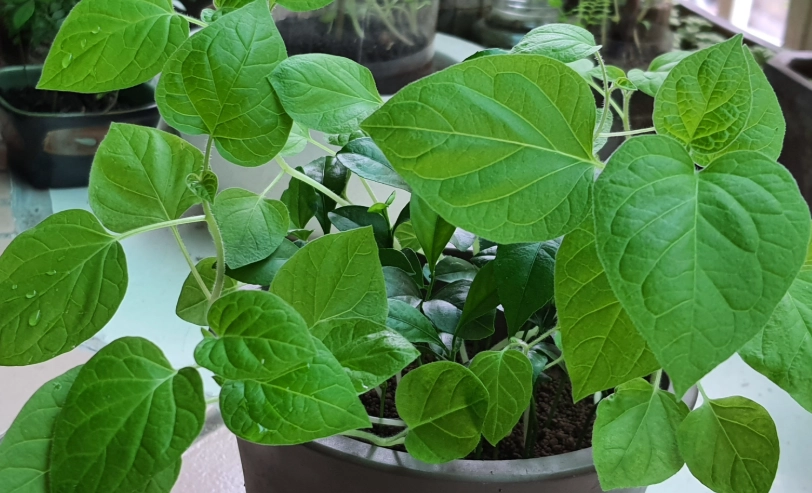 燈籠果種植方法 燈籠果種植方法