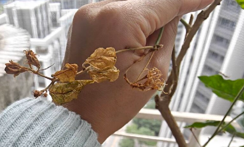 茉莉花葉子變黃 茉莉花葉子變黃