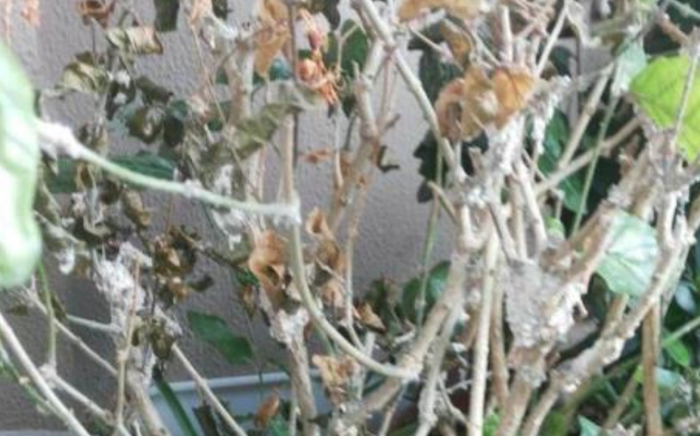 茉莉花掉葉子 茉莉花掉葉子