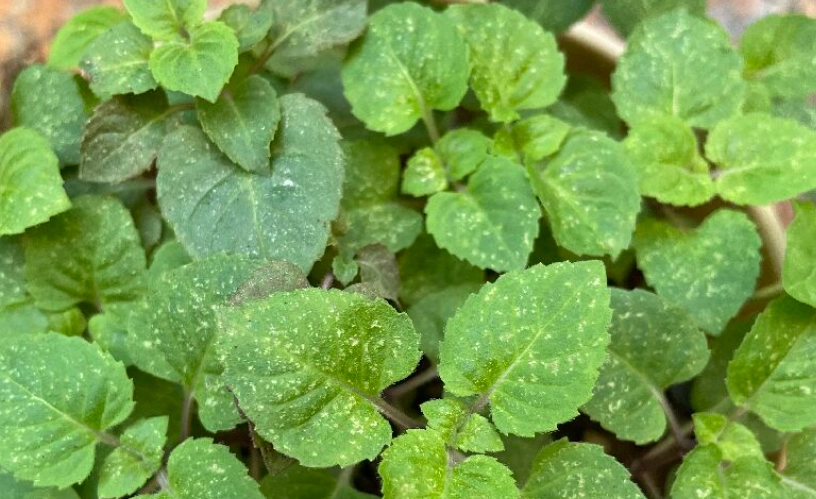 薄荷葉蟎處理方法