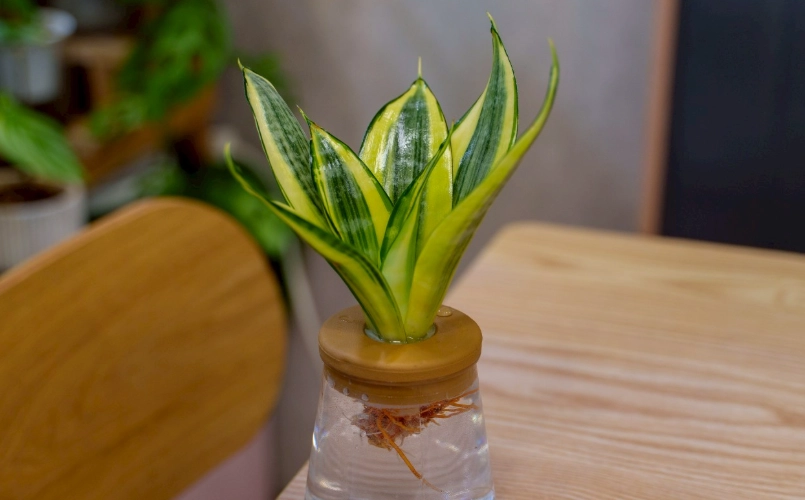 室內植物水耕