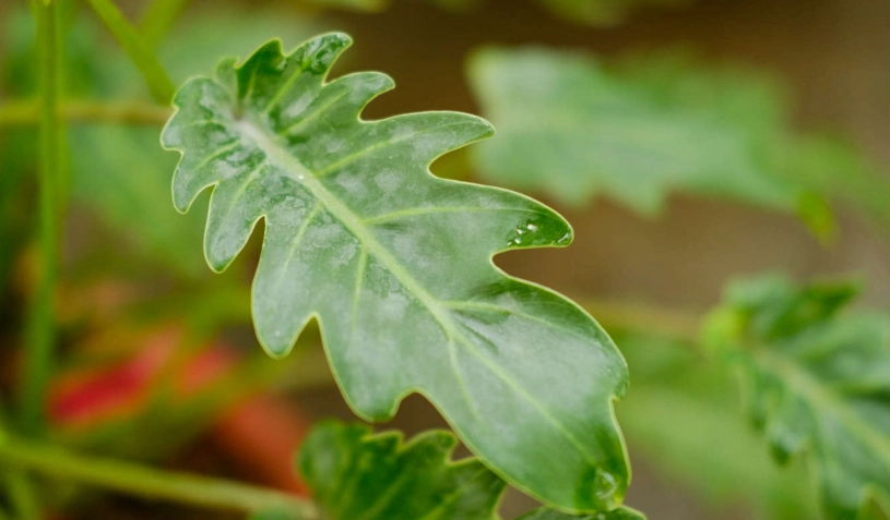 室內植物分株 室內植物分株