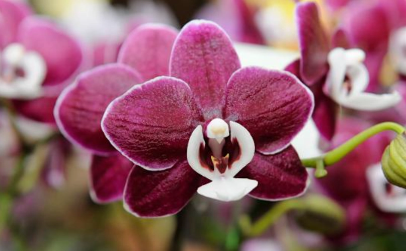 蝴蝶蘭新手 蝴蝶蘭新手