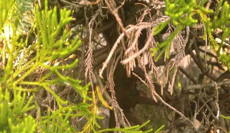 柏樹會落葉嗎？破解柏樹四季變化的關鍵真相