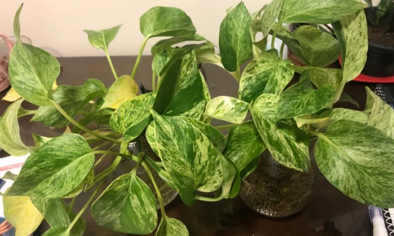 大理石皇后黃金葛