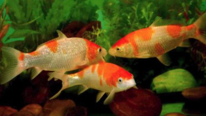 夢境解析 夢境解析