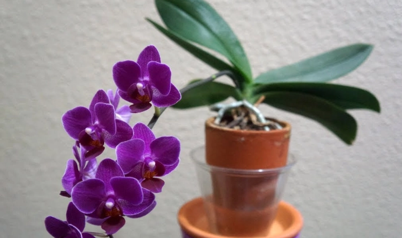 蝴蝶蘭品種 蝴蝶蘭品種