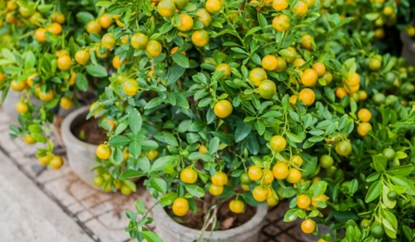 金桔 盆栽 照顧