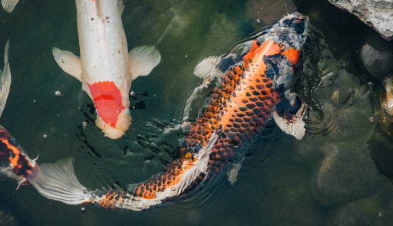 魚的象徵意義 魚的象徵意義