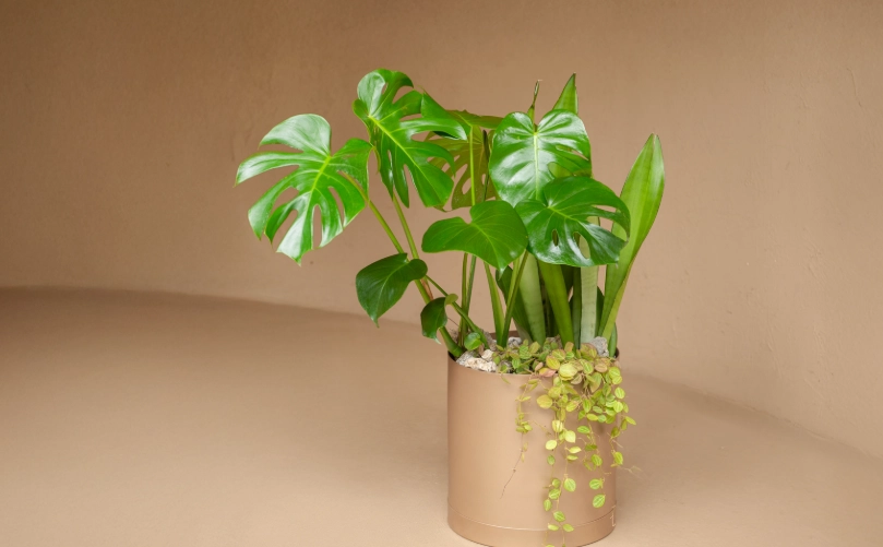 龜背芋換盆全攻略：掌握最佳時機與步驟，避免爛根黃葉