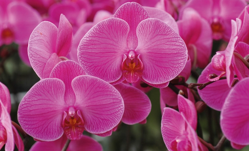 蝴蝶蘭品種全攻略：新手入門到熱門品種推薦