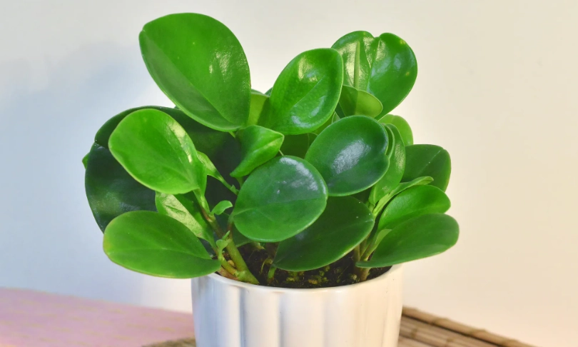 圓葉椒草長太高怎麼辦？3招修剪與預防徒長全攻略