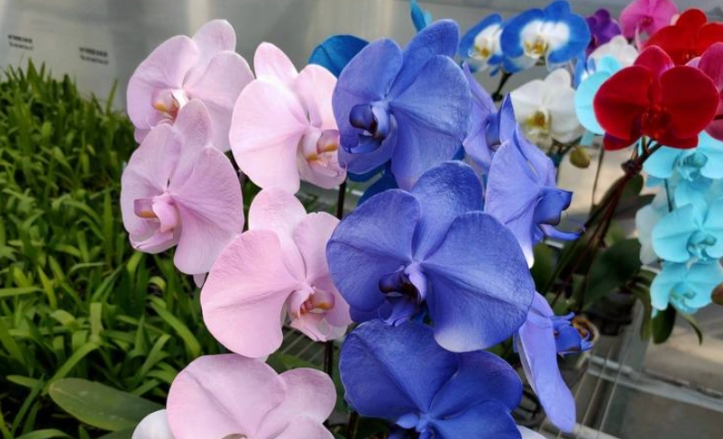 蝴蝶蘭花語 蝴蝶蘭花語