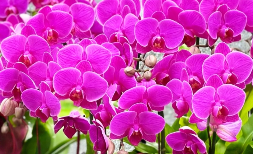 蝴蝶蘭新手 蝴蝶蘭新手