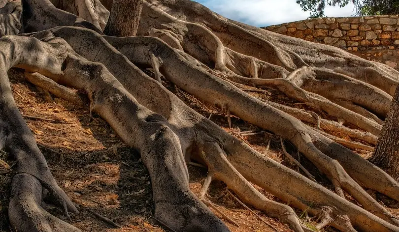 漂白水除樹根DIY全攻略：安全步驟、常見錯誤與專家解答