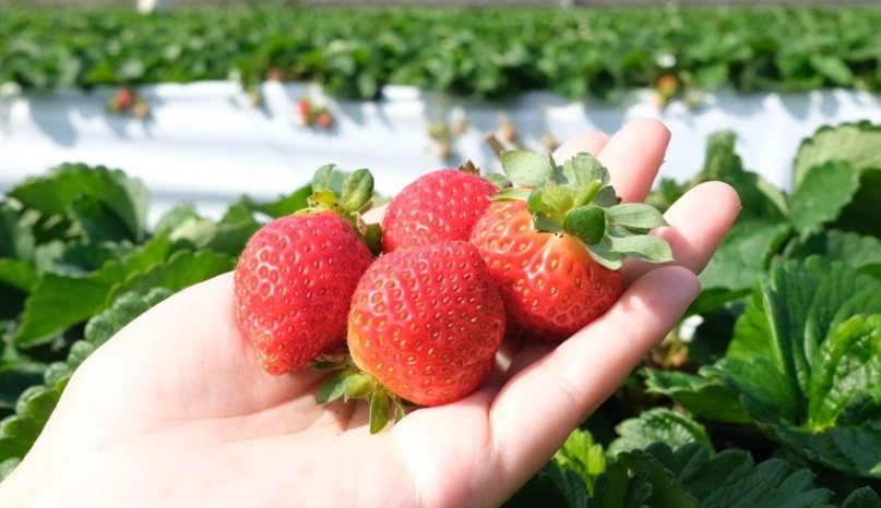 竹北採果一日遊：在地人帶路，解鎖親子同樂與新鮮果實的完美路線