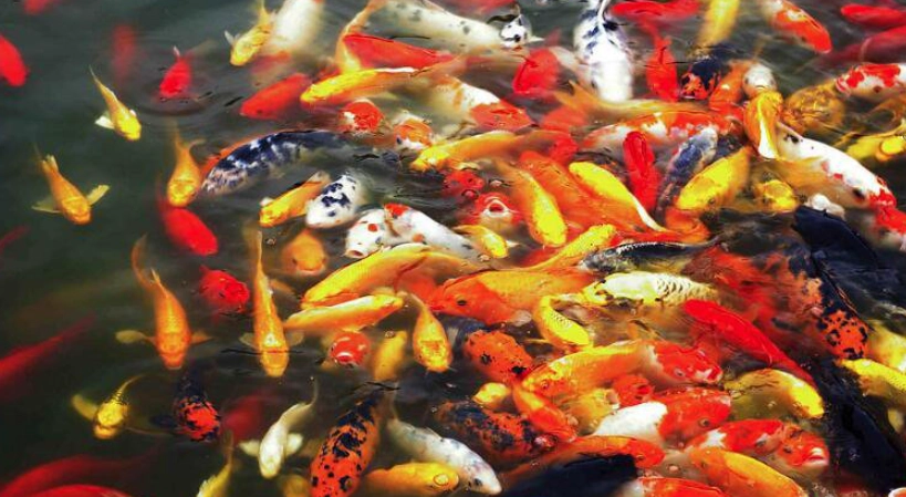 夢境解析 夢境解析