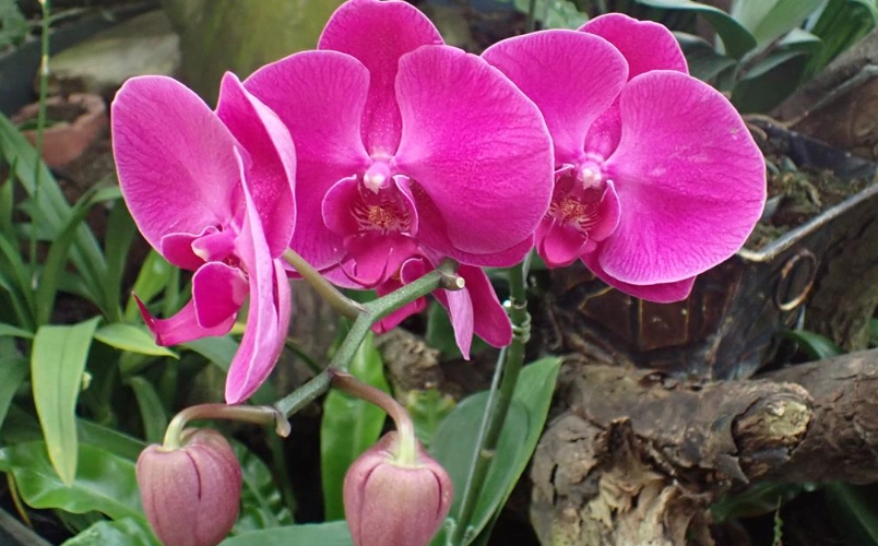 蝴蝶蘭推薦 蝴蝶蘭推薦