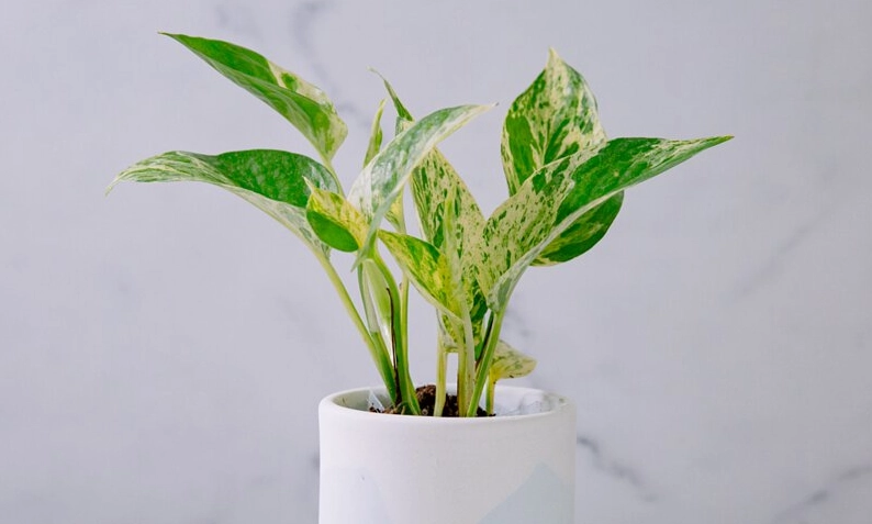 大理石皇后黃金葛照顧终极指南：从入门到精通，解决所有养护难题