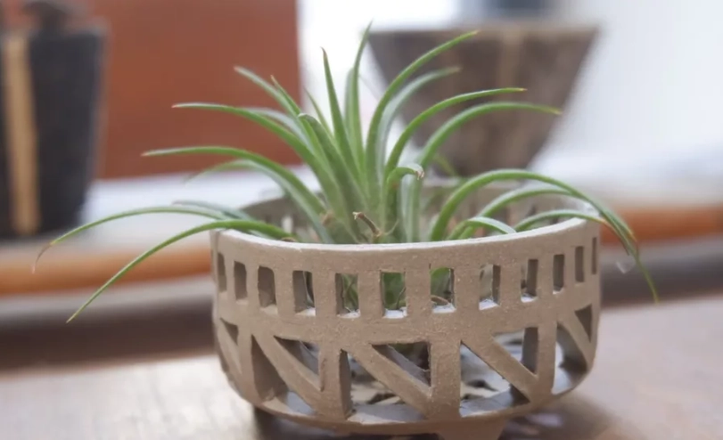 空氣草打理全攻略：避開常見錯誤，讓你的空氣草健康生長