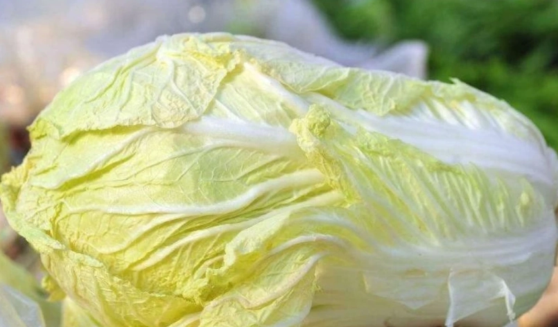 防止白菜變黃