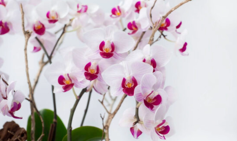 蝴蝶蘭花語 蝴蝶蘭花語