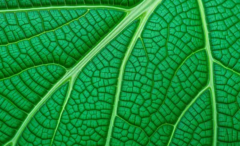 植物葉子結構