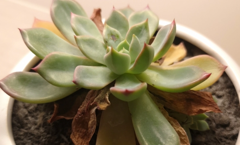 石蓮花變黃原因