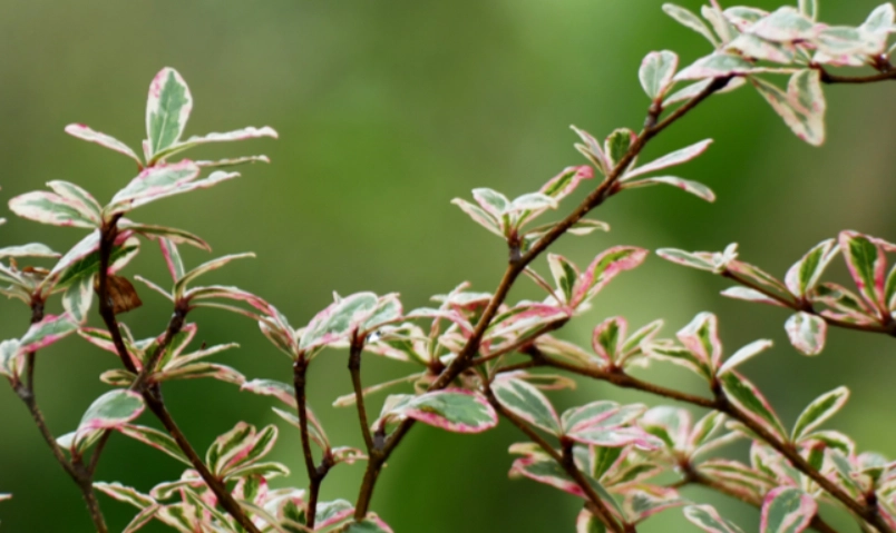 錦葉欖仁種植與養護全攻略：打造鮮豔葉色的實用技巧