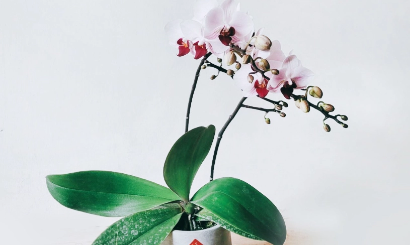 蝴蝶蘭推薦 蝴蝶蘭推薦