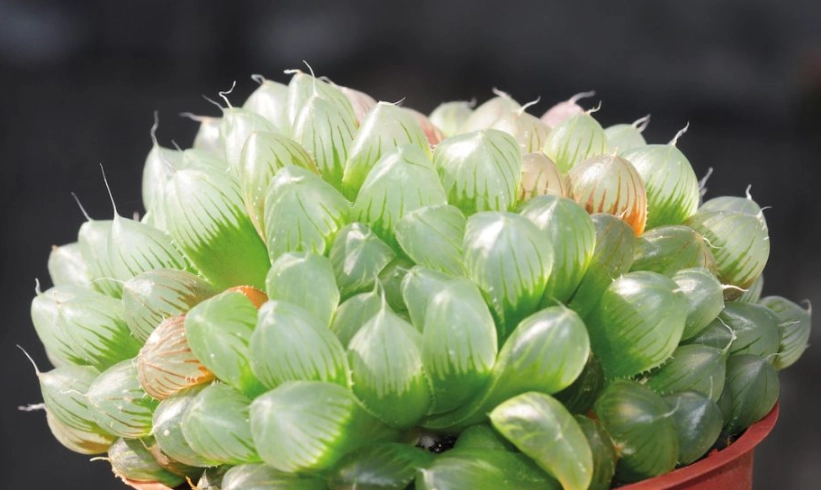 不用日照的多肉植物有哪些？10種耐陰品種與室內養護全攻略