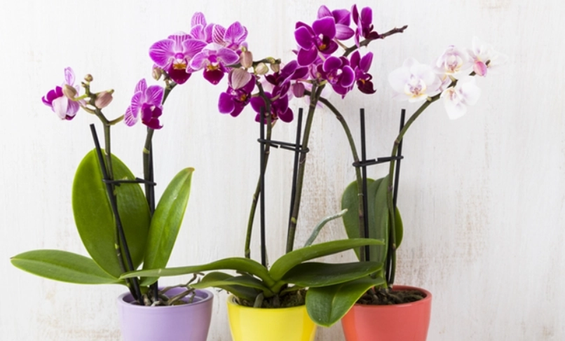 室內蘭花照顧終極指南：新手也能養出年年開花的健康蘭花