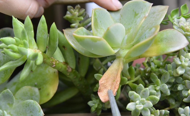 石蓮花變黃怎麼辦？完整原因解析與拯救指南