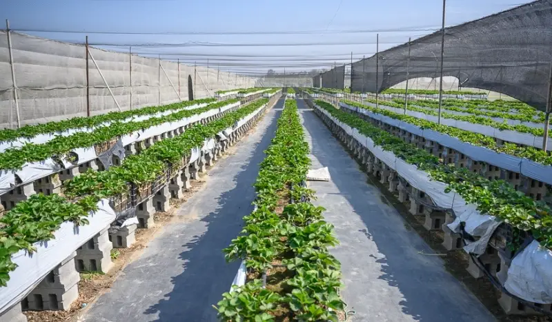 雲林四湖草莓採果攻略：在地人帶路，避開人潮的私房行程與必買伴手禮