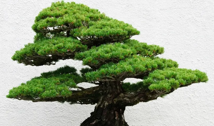 羅漢松種植技巧