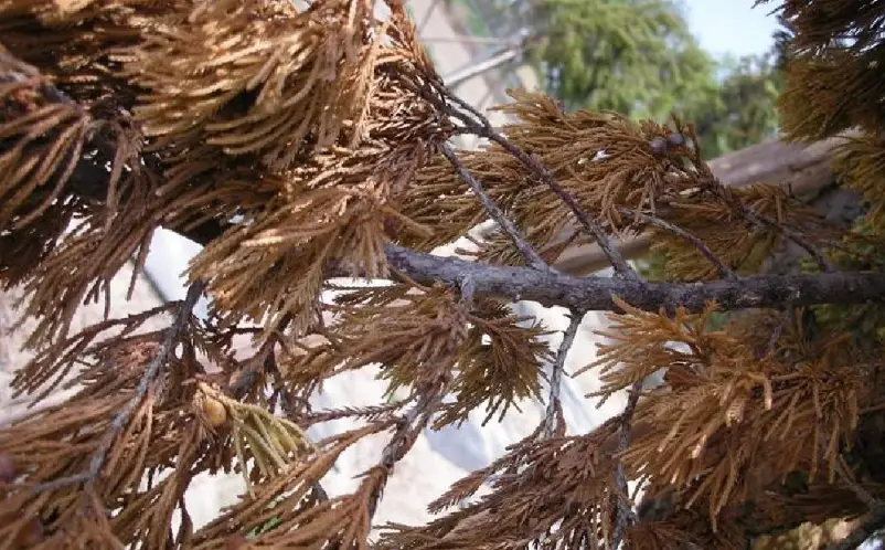 真柏葉子變黃怎麼辦