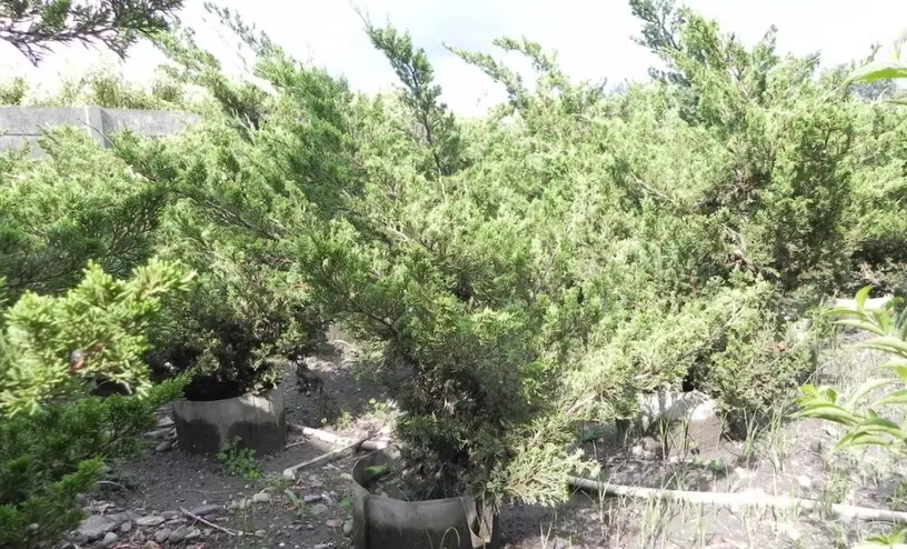 真柏照顧 真柏照顧