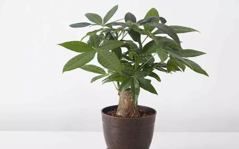 日本發財樹 盆栽