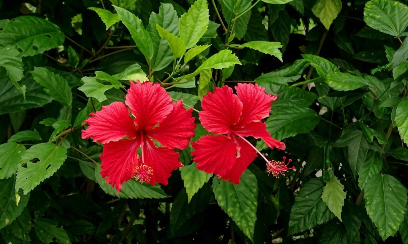 扶桑花料理 扶桑花料理