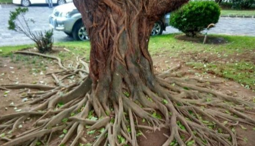 樹木生長控制 樹木生長控制