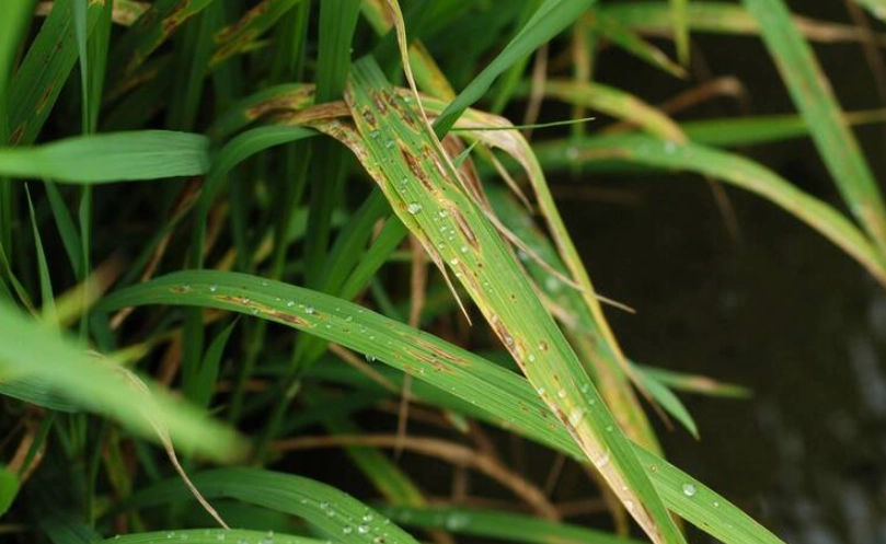 台南11號稻熱病防治全攻略：農民必學的實戰技巧與經驗分享