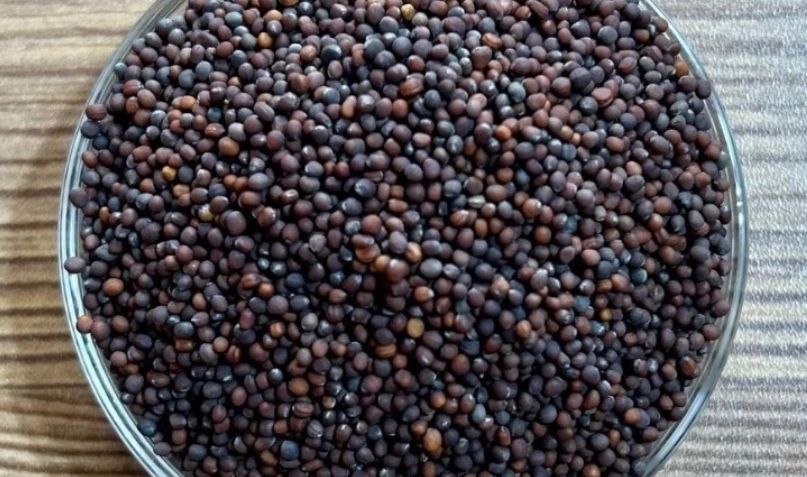 青花椰苗好處 青花椰苗好處