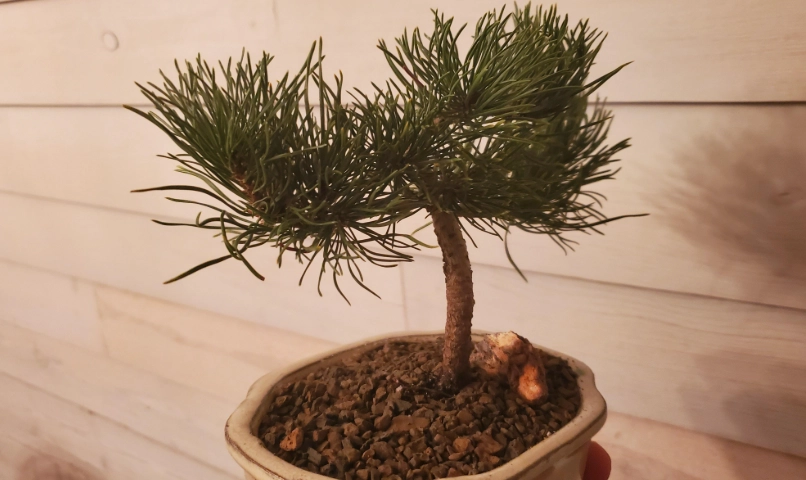 黑松切芽時間全攻略：掌握關鍵時機與技巧，讓你的盆栽更健康