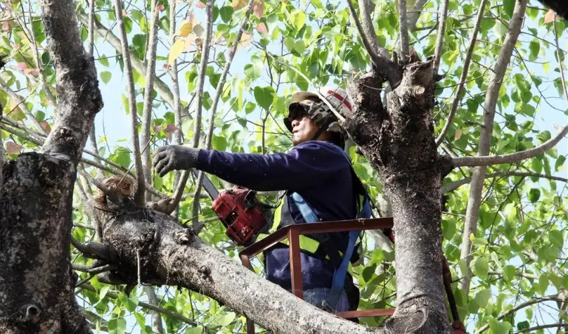 樹根管理 樹根管理