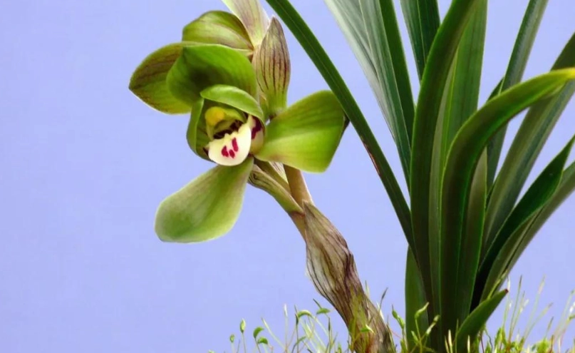 蘭花消苞原因 蘭花消苞原因