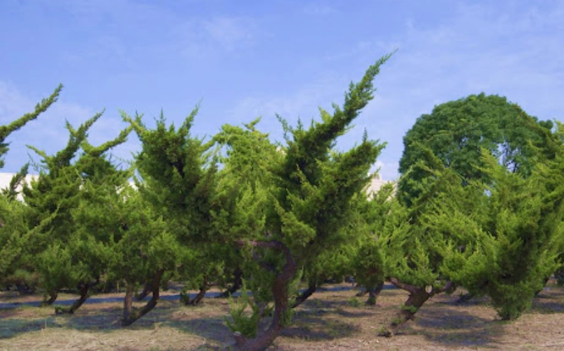 真柏介紹全攻略：品種選擇、養護技巧與造型藝術一次掌握