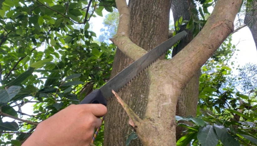 樹根管理 樹根管理